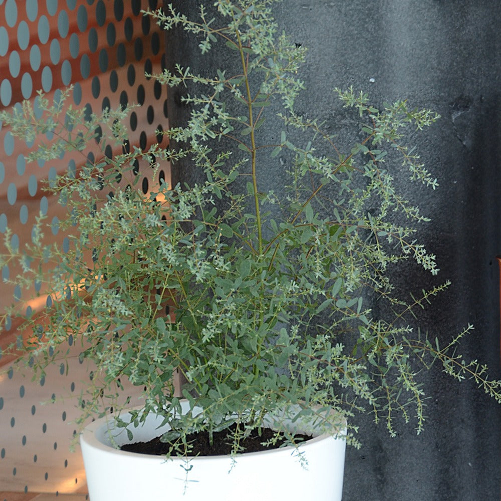 Vente Eucalyptus gunnii France Bleu ® Rengun - Eucalyptus gunnii France Bleu ® rengun