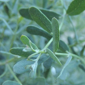 Eucalyptus - Eucalyptus gunnii France Bleu ® Rengun - Eucalyptus gunnii France Bleu ® rengun