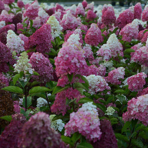 Vente Hortensia paniculé Fraise Melba® Renba - Hortensia paniculé
