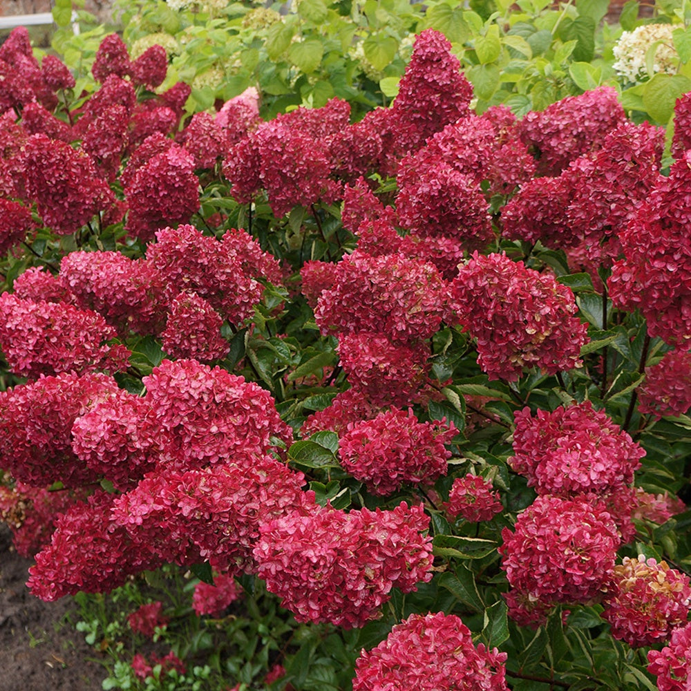 Hydrangea paniculata fraise melba ® ‘renba’ - Hortensia paniculé Fraise Melba® Renba - Hortensia paniculé