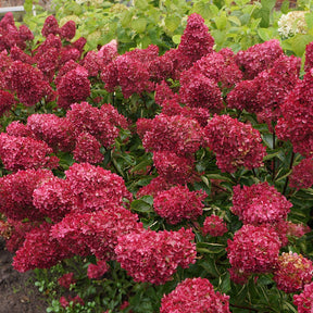 Hydrangea paniculata fraise melba ® ‘renba’ - Hortensia paniculé Fraise Melba® Renba - Hortensia paniculé