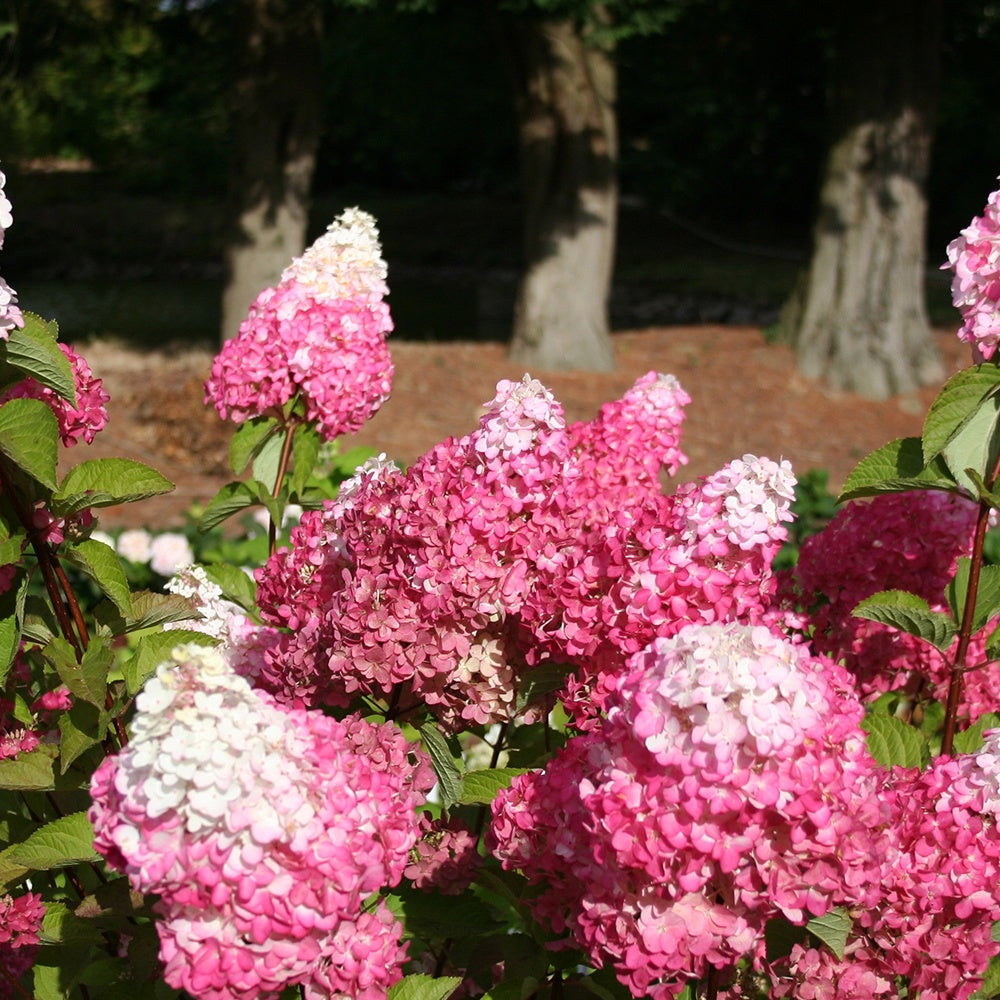 Hortensia paniculé - Hortensia paniculé Fraise Melba® Renba - Hydrangea paniculata fraise melba ® ‘renba’