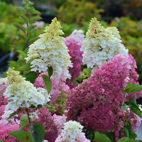 Vente Hortensia paniculé Fraise Melba® Renba