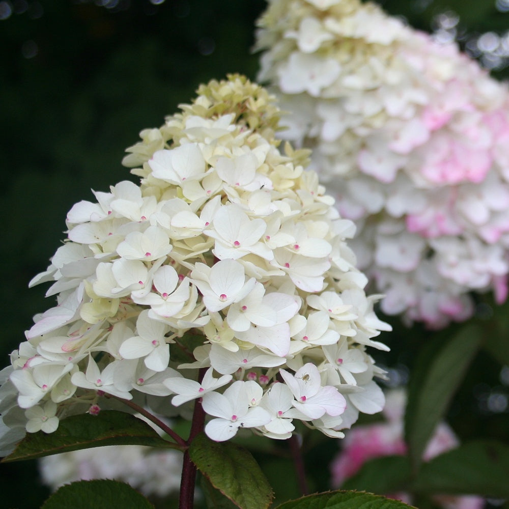Hortensia paniculé Fraise Melba® Renba - Hortensia paniculé - Willemse