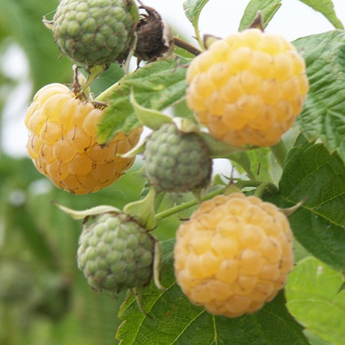 Rubus idaeus Fallgold - Framboisier remontant Fallgold - Framboisier