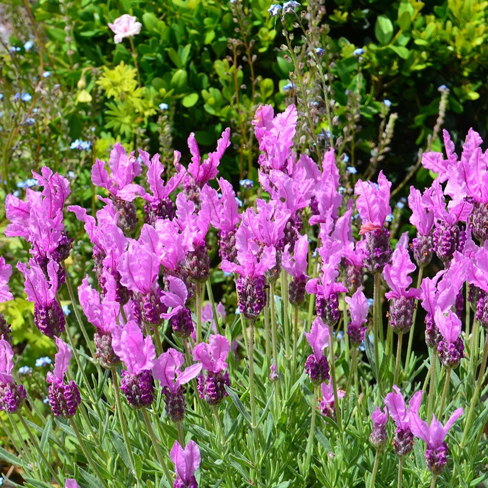 Lavande papillon The Princess ® Lavender - Lavandula stoechas the princess ® lavender 'ib910- - Plantes