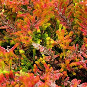 Bruyère d'été Wickwar Flame - Calluna vulgaris Wickwar Flame - Willemse