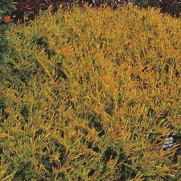 Calluna vulgaris Wickwar Flame - Bruyère d'été Wickwar Flame - Bruyère d'été