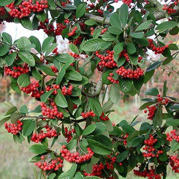 Vente Cotoneaster Lacteus