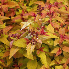 Spirée du Japon Hubert Gold - Willemse