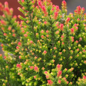 Calluna vulgaris Spring Torch - Bruyère d'été Spring Torch - Bruyère d'été