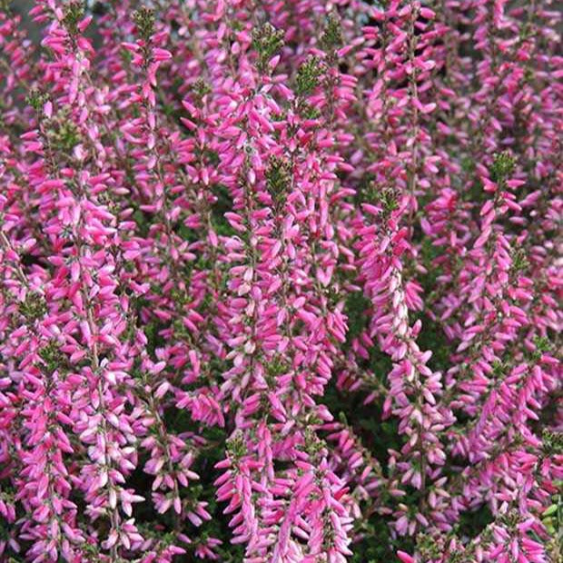 Bruyère d'été - Bruyère d'été Marlies - Calluna vulgaris marlies