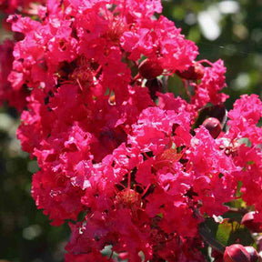 Lilas des Indes Lilas d'été Petite Red - Willemse