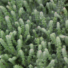 Bruyère d'été - Bruyère d'été Silver Knight - Calluna vulgaris Silver Knight