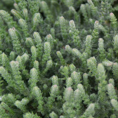 Bruyère d'été - Bruyère d'été Silver Knight - Calluna vulgaris Silver Knight
