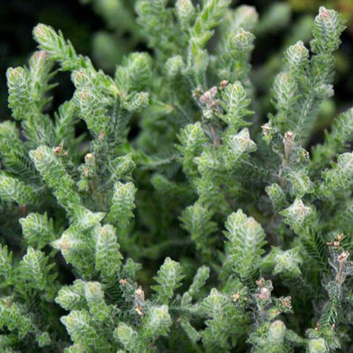 Bruyère d'été Silver Knight - Calluna vulgaris Silver Knight - Willemse