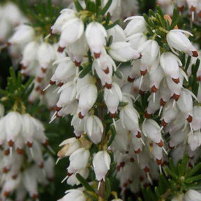 Bruyère d'hiver  Springwood White - Willemse