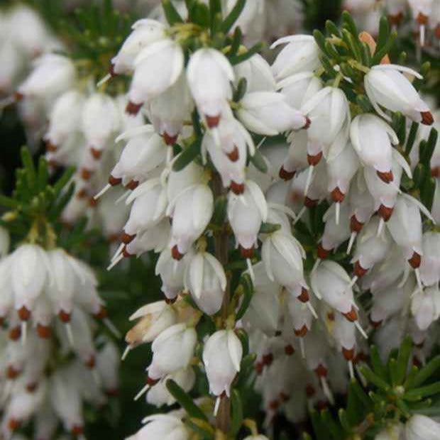 Bruyère d'hiver  Springwood White - Willemse