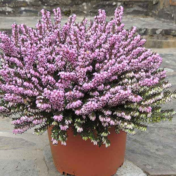 Erica darleyensis furzey - Bruyère d'hiver Furzey - Bruyère d'hiver