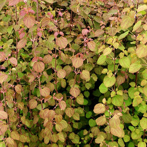 Arbre au caramel Katsura - Willemse