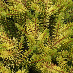 Bruyère d'hiver Eva Gold - Erica darleyensis eva gold - Willemse
