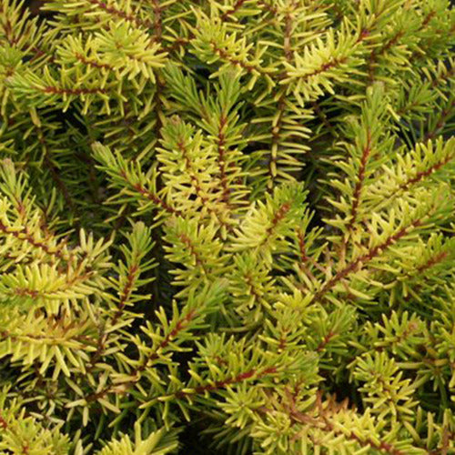 Bruyère d'hiver Eva Gold - Erica darleyensis eva gold - Willemse