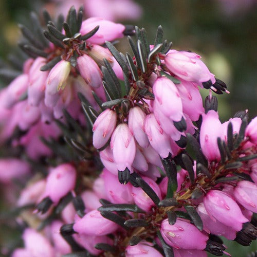 Erica darleyensis Winter Belles ® Lucie - Bruyère d'hiver Lucie - Bruyère d'hiver
