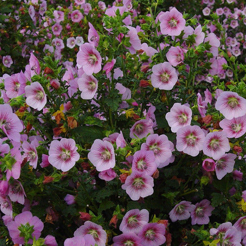 Mauve du Cap Miss Pinky - Willemse
