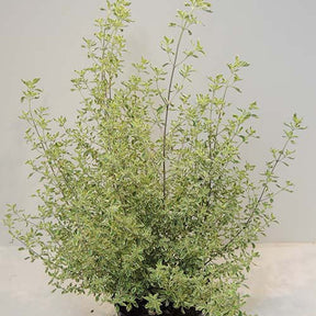 Menthe Australienne panachée - Willemse