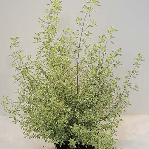 Menthe Australienne panachée - Willemse