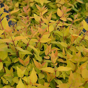 Abélia Gold Touch® BMR Gold - Willemse