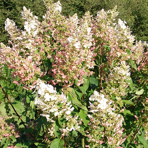 Hortensia paniculé Dolly - Hydrangea paniculata  dolly - Willemse