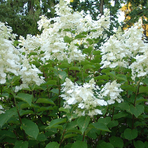Hortensia paniculé White Lady - Willemse