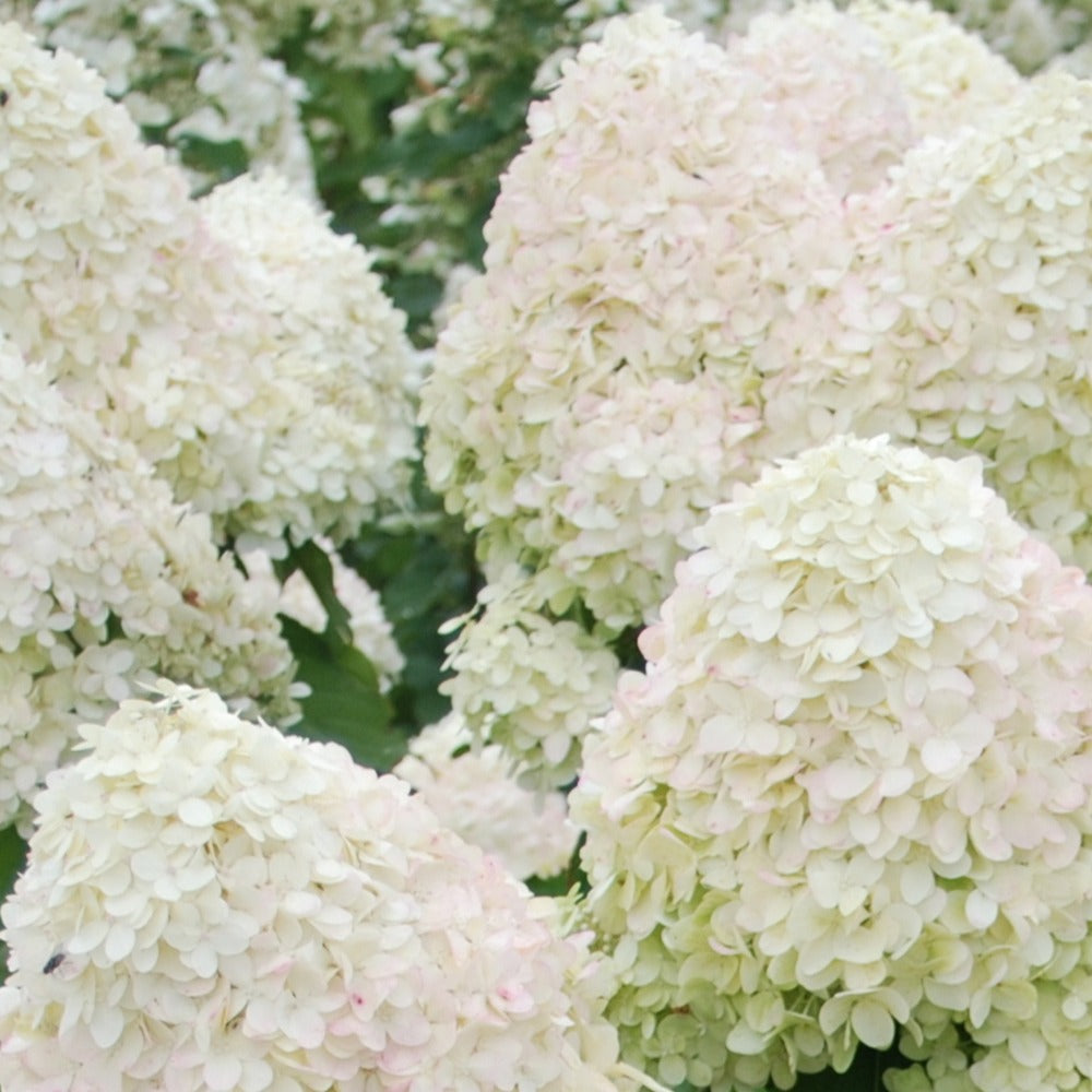 Hydrangea paniculata phantom - Hortensia paniculé Phantom - Hortensia paniculé