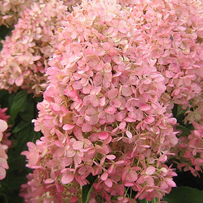 Hydrangea paniculata magical ® candle - Hortensia paniculé Magical® Candle - Hortensia paniculé