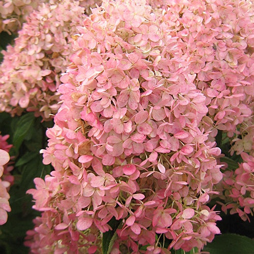 Hydrangea paniculata magical ® candle - Hortensia paniculé Magical® Candle - Hortensia paniculé