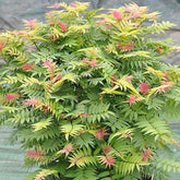 Sorbaire Pink Hopi® - Willemse