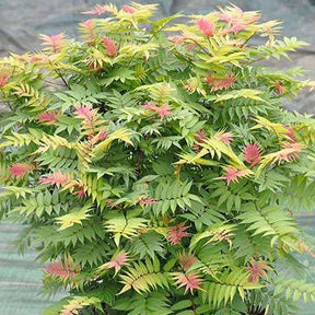 Sorbaire Pink Hopi® - Willemse