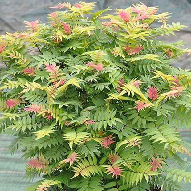 Sorbaire Pink Hopi® - Willemse