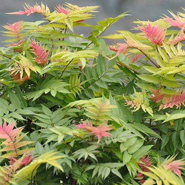 Sorbaria sorbifolia pink hopi ® - Sorbaire Pink Hopi® - Arbustes