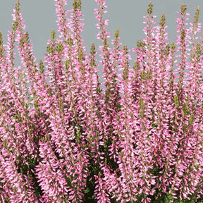 Bruyère d'été Pink Bettina - Willemse
