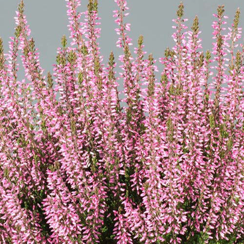 Bruyère d'été Pink Bettina - Willemse