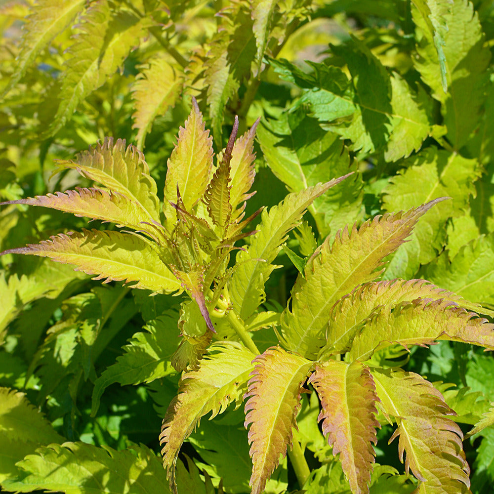 Sureau Serenade Jonade - Sambucus x strumpfii serenade 'jonade' - Willemse