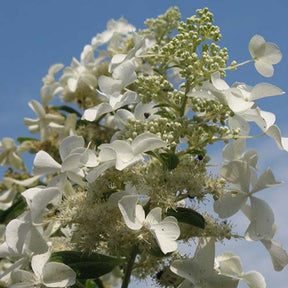 Hortensia paniculé Levana - Willemse