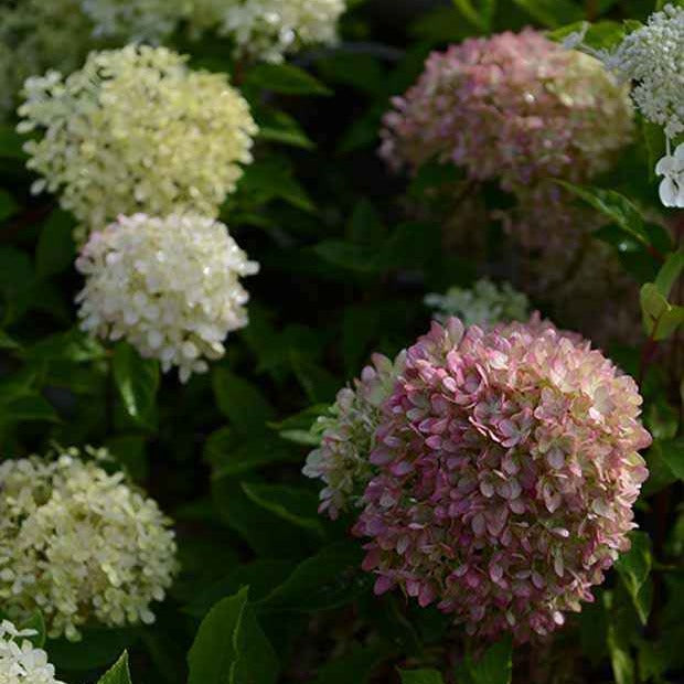 Hydrangea paniculata romantic ace ® 'renvagor' - Hortensia paniculé Romantic Ace® Renvagor - Hortensia paniculé