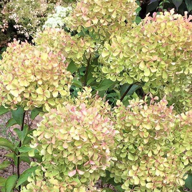 Vente Hortensia paniculé Romantic Ace® Renvagor