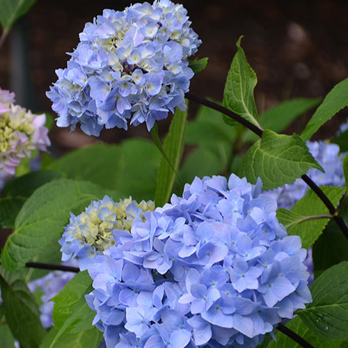 Hortensia So Long® Ebony Monmar - Willemse