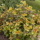 Physocarpe Amber Jubilé® Jefam - Willemse