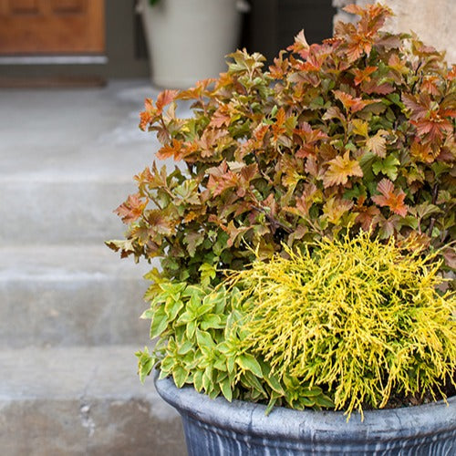 Physocarpus opulifolius amber jubilee ® 'jefam' - Physocarpe Amber Jubilé® Jefam - Physocarpus