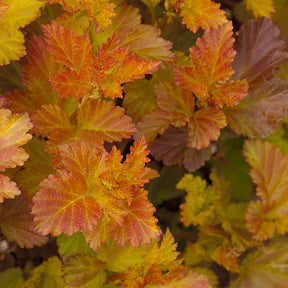 Physocarpus - Physocarpe Amber Jubilé® Jefam - Physocarpus opulifolius amber jubilee ® 'jefam'